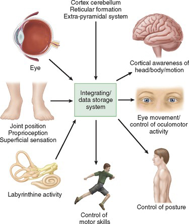 Cortex diagram