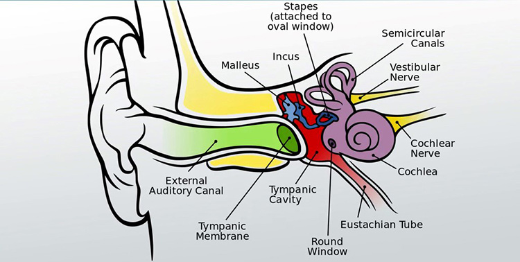 Diagram of the vestibular system